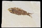Detailed Fossil Fish (Knightia) - Wyoming #174646-1